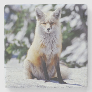 Red Fox sitting on snow bank, Vulpes, Mt. Stone Coaster