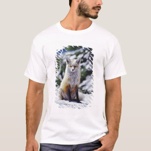 Red Fox sitting on snow bank, Vulpes, Mt. T-Shirt