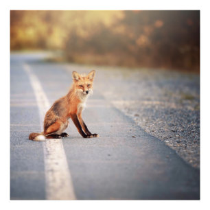 Red Fox Sitting on the side of the road Photo Print