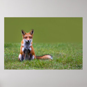 Red Fox Sitting Poster