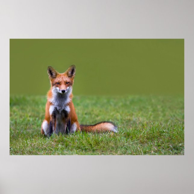 Red Fox Sitting Poster (Front)