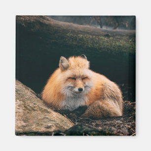 Red Fox Sleeping Magnet