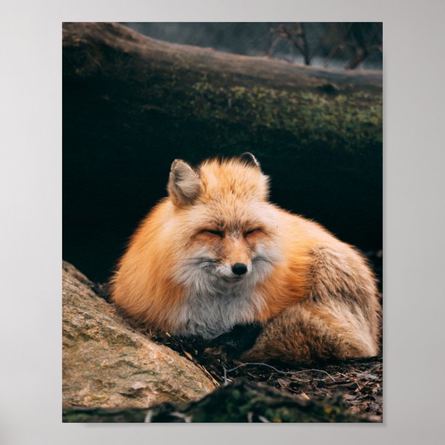 Red Fox Sleeping Poster (Front)
