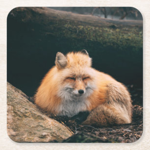 Red Fox Sleeping Square Paper Coaster