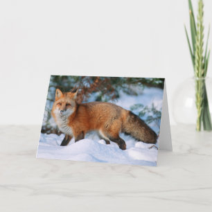Red Fox   Snow in Winter, Montana Card