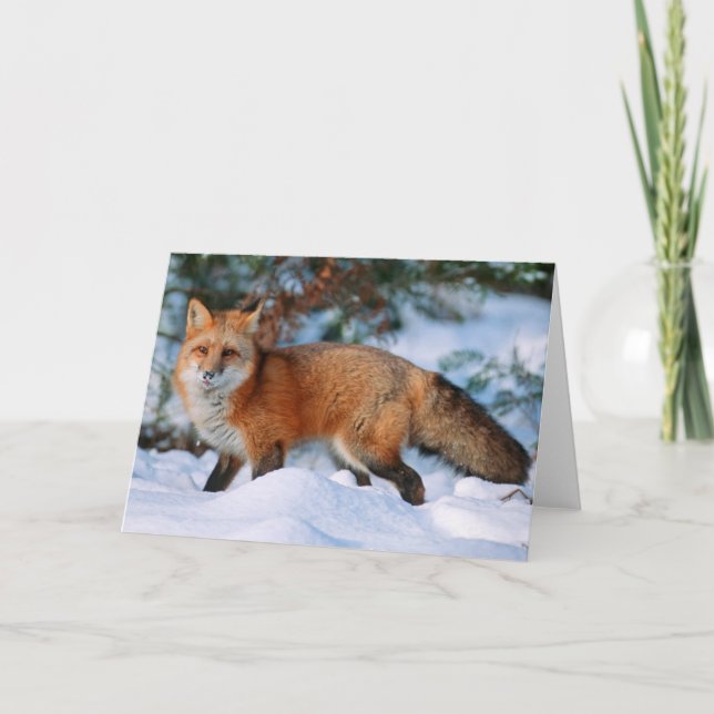 Red Fox | Snow in Winter, Montana Card (Front)