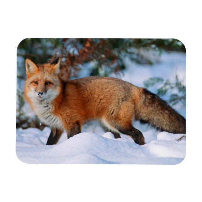 Red Fox | Snow in Winter, Montana Magnet (Horizontal)