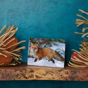 Red Fox   Snow in Winter, Montana Plaque