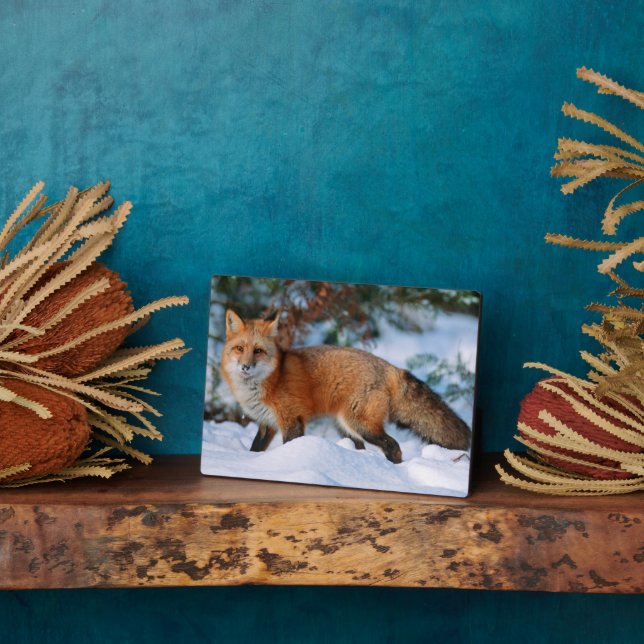 Red Fox | Snow in Winter, Montana Plaque (Side)
