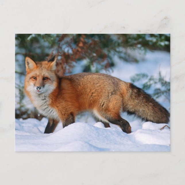 Red Fox | Snow in Winter, Montana Postcard (Front)