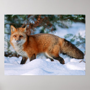 Red Fox   Snow in Winter, Montana Poster