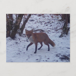 Red Fox Snow Winter Woodland Wildlife Nature Scene Postcard