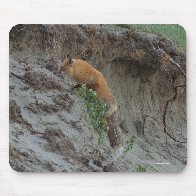 Red Fox Stealing Eggs Wildlife Mousepad (Front)
