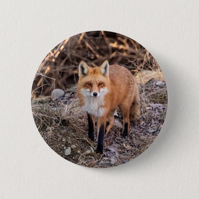 Red Fox up close and personal 6 Cm Round Badge (Front)