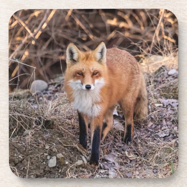 Red Fox up close and personal Coaster (Front)