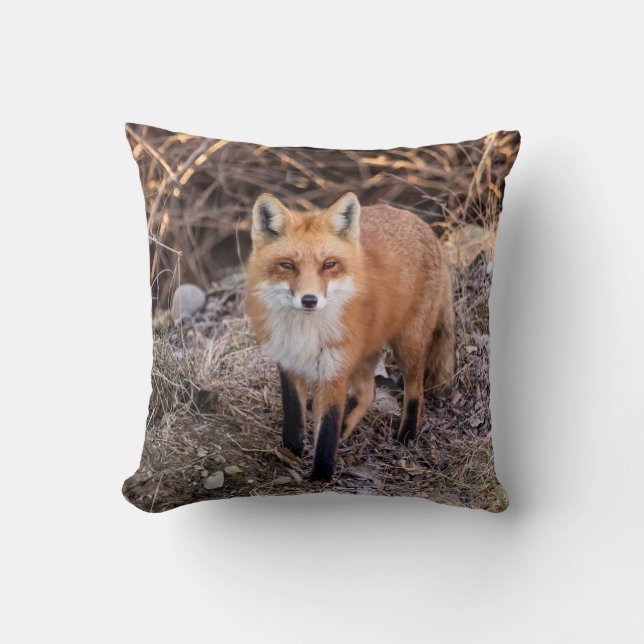 Red Fox up close and personal Cushion (Front)