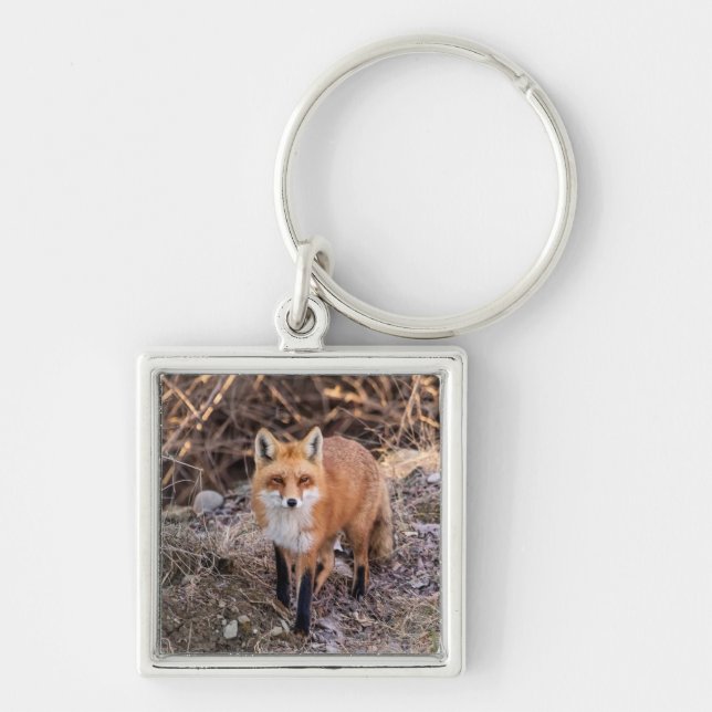 Red Fox up close and personal Key Ring (Front)