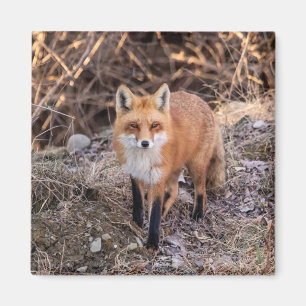 Red Fox up close and personal Magnet