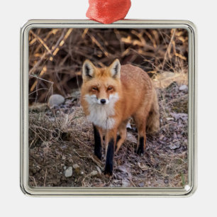 Red Fox up close and personal Metal Tree Decoration