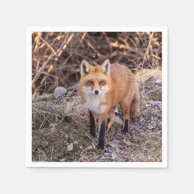 Red Fox up close and personal Napkin (Front)