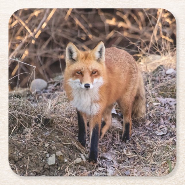 Red Fox up close and personal Square Paper Coaster (Front)