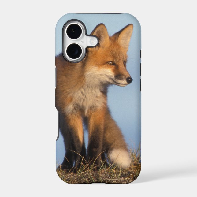 red fox, Vulpes vulpes (Back)