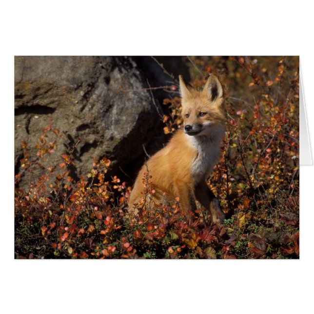 red fox, Vulpes vulpes (Front Horizontal)