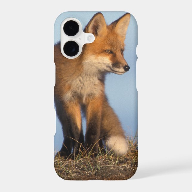 red fox, Vulpes vulpes (Back)