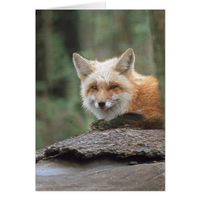 Red Fox (Vulpes vulpes) (Front)