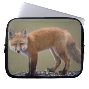 red fox, Vulpes vulpes, along the central North 2 Laptop Sleeve