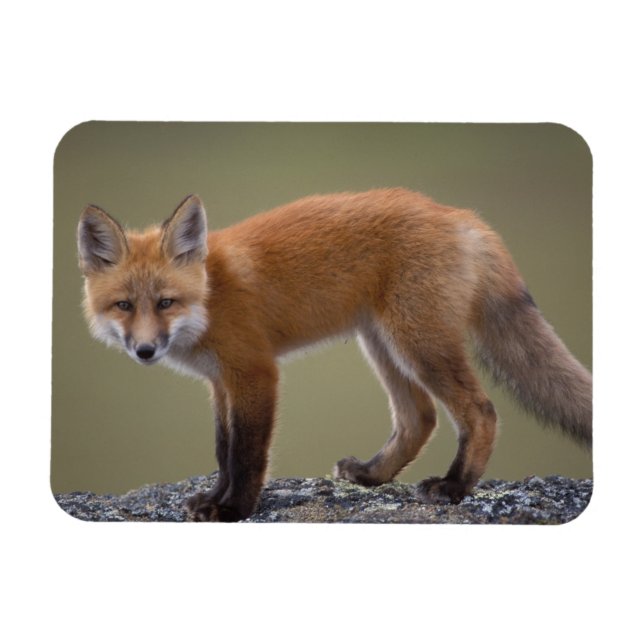red fox, Vulpes vulpes, along the central North 2 Magnet (Horizontal)