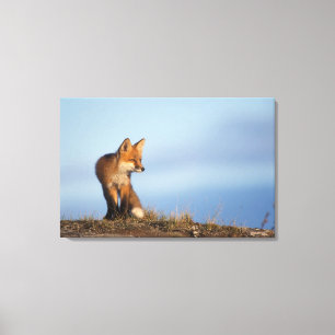 red fox, Vulpes vulpes Canvas Print