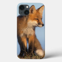 red fox, Vulpes vulpes