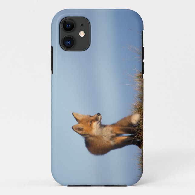 red fox, Vulpes vulpes Case-Mate iPhone Case (Back)