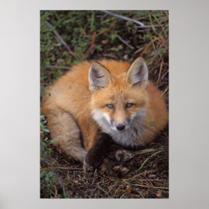 red fox, Vulpes vulpes, in fall colors along Poster