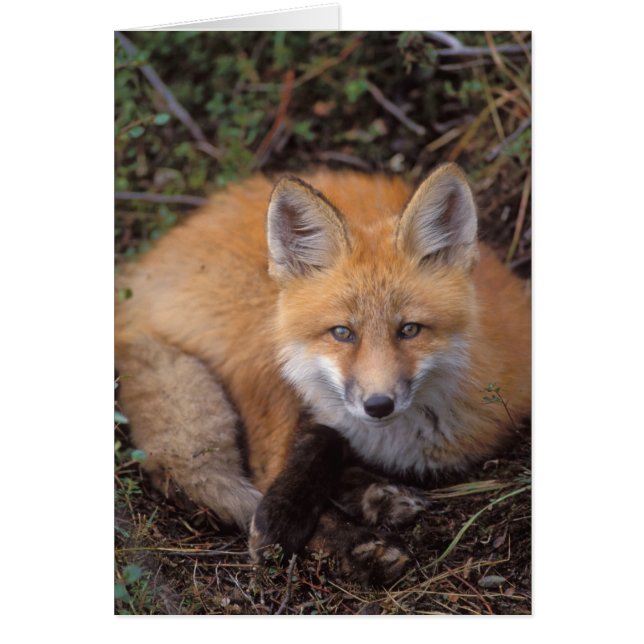 red fox, Vulpes vulpes, in fall colours (Front)