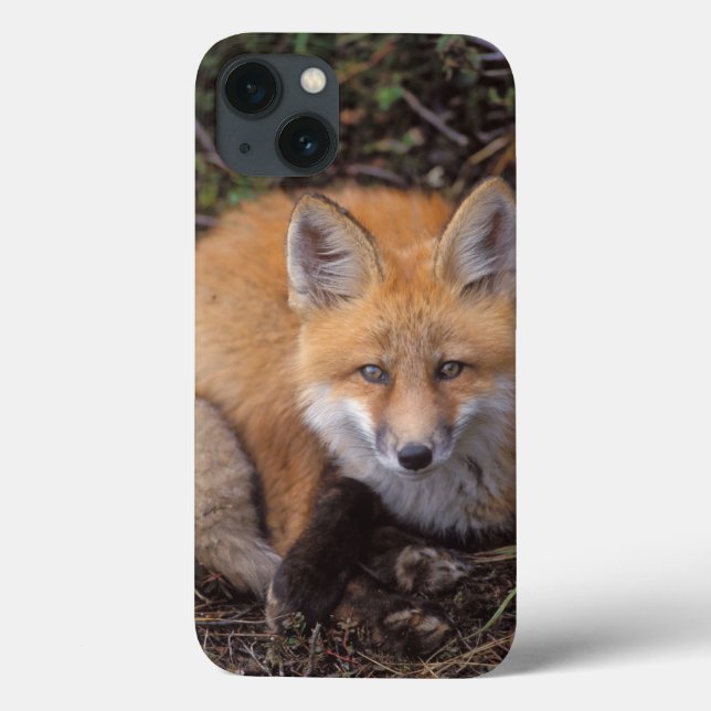 red fox, Vulpes vulpes, in fall colours along Case-Mate iPhone Case (Back)