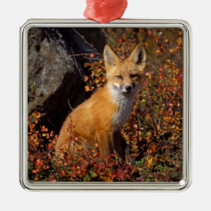 red fox, Vulpes vulpes, in fall colours along the Metal Tree Decoration