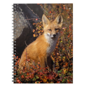 red fox, Vulpes vulpes, in fall colours along the Notebook