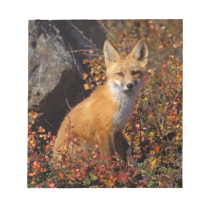 red fox, Vulpes vulpes, in fall colours along the Notepad