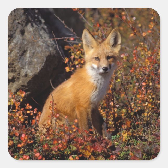 red fox, Vulpes vulpes, in fall colours along the Square Sticker (Front)