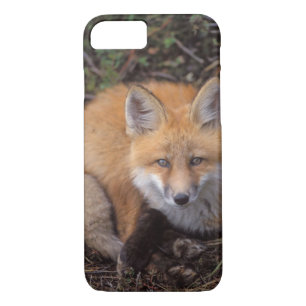 red fox, Vulpes vulpes, in fall colours iPhone 8/7 Case