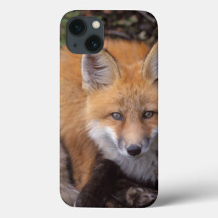 red fox, Vulpes vulpes, in fall colours iPhone 13 Case