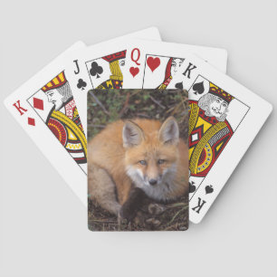 red fox, Vulpes vulpes, in fall colours Playing Cards