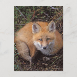red fox, Vulpes vulpes, in fall colours Postcard