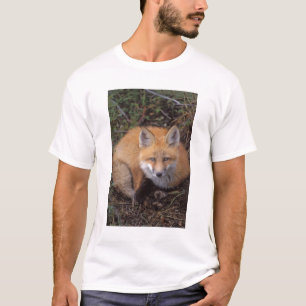 red fox, Vulpes vulpes, in fall colours T-Shirt