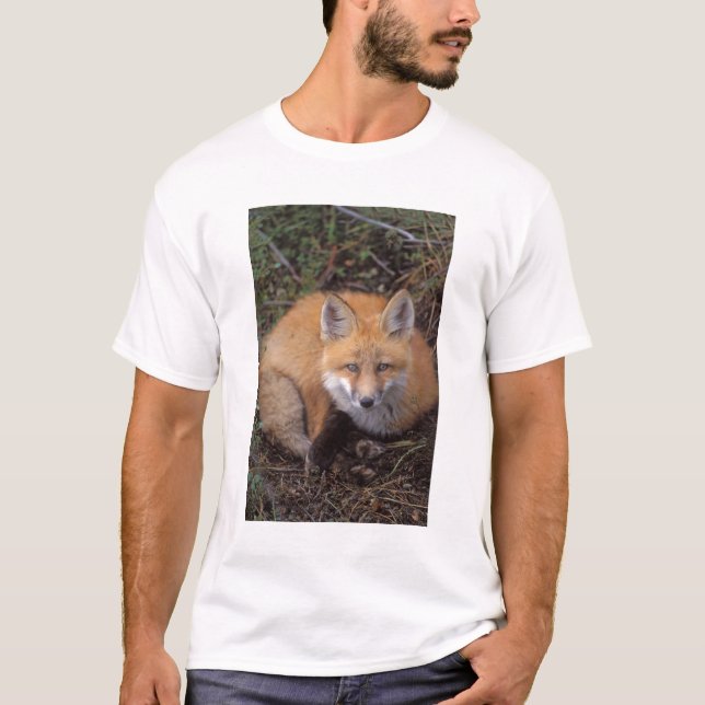 red fox, Vulpes vulpes, in fall colours T-Shirt (Front)