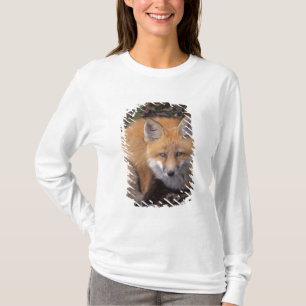 red fox, Vulpes vulpes, in fall colours T-Shirt