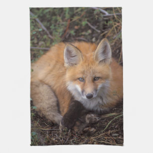 red fox, Vulpes vulpes, in fall colours Tea Towel