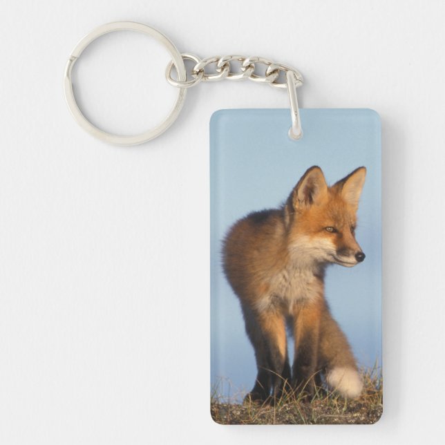 red fox, Vulpes vulpes Key Ring (Front)